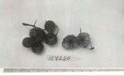 FRUIT